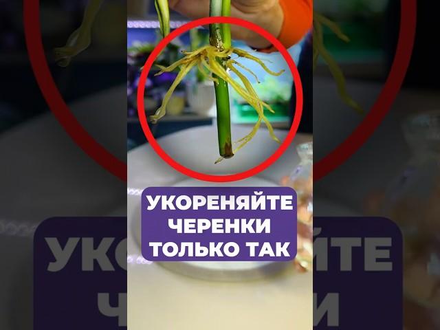 ЛУЧШИЙ способ укоренить ЛЮБОЙ черенок! #растения #укоренение #черенки