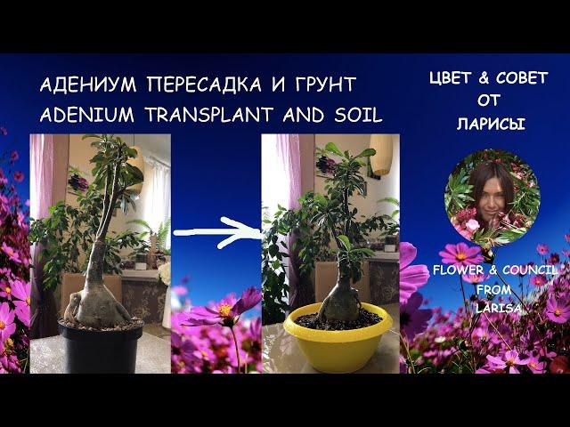 АДЕНИУМ ПЕРЕСАДКА И СОСТАВ ГРУНТА