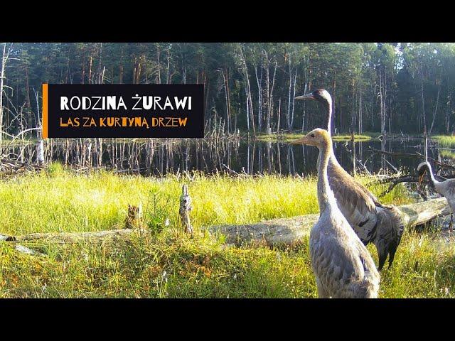 [ENG SUB] Rodzina żurawi [LEKTOR PL] - film z fotopułapki - Cykl: Las za kurtyną drzew