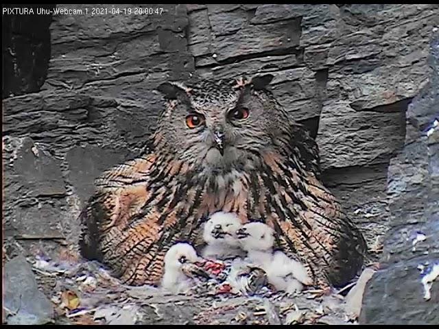 19/04/2021  19:48  Lotte feeds her three owlets (Eagle Owl, Germany, Eifel)