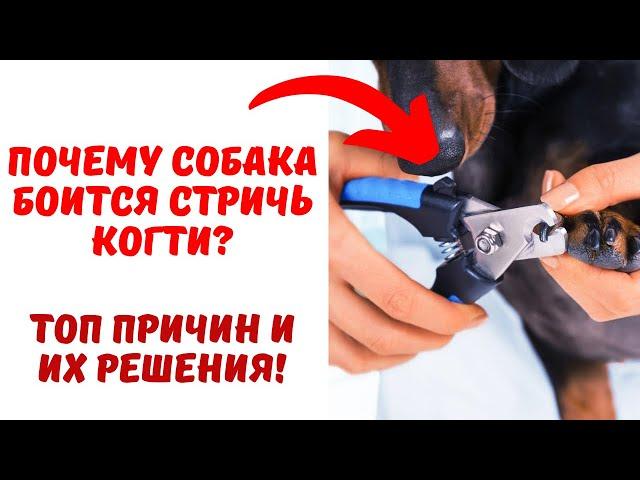 Почему собака не дает стричь когти? Что делать? Топ частых причин и их решение.