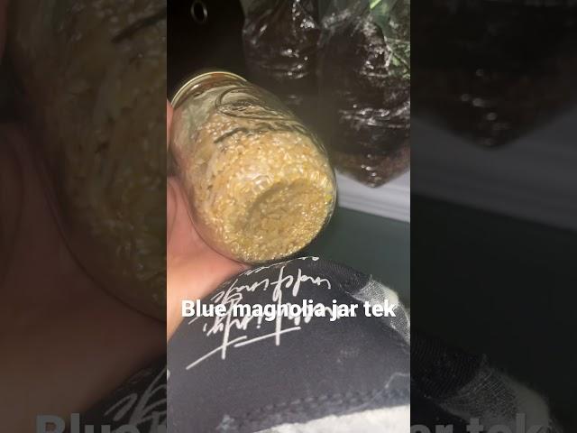 Blue magnolia jar tek