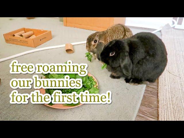 free roaming my bunnies for the first time! // vlog 006