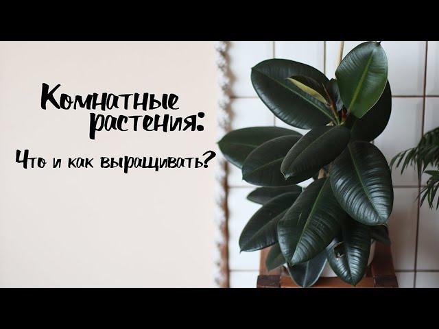 Комнатные растения - что и как выращивать? Пособие для начинающих. Urban Jungle дома.