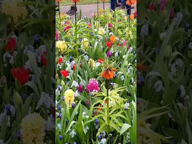 Inside Netherlands most famous tulips garden #shorts #flowers #tulip