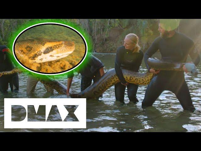 Giant Anaconda Measures Up At 19ft Long! | Mysterious Creatures With Forrest Galante