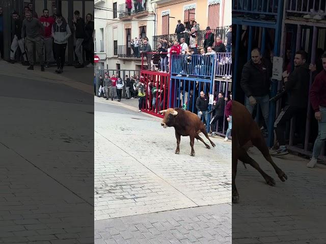 ¡Toro cerril en Tales! (¡Increíble!) #bonito #toros