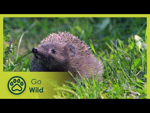 Year of the Hedgehog - Go Wild