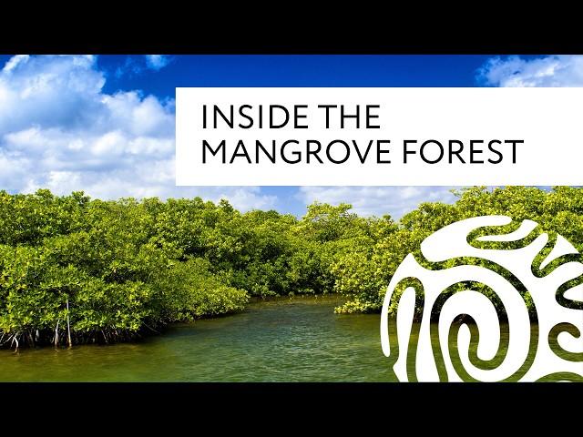 Inside the Mangrove Forest