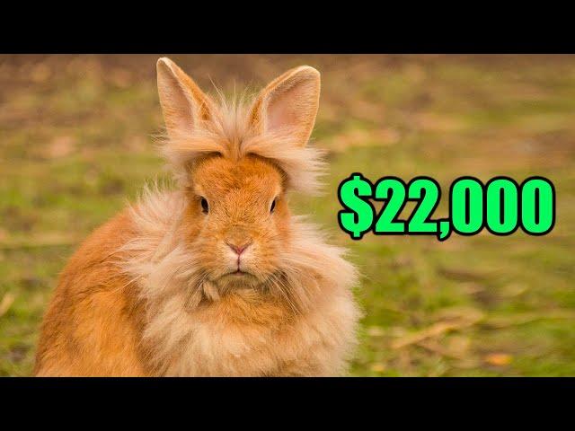 The 10 Most Expensive Rabbits of All Time