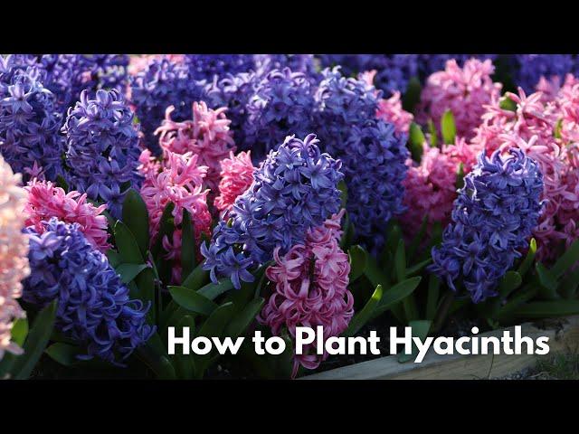 How to Plant Hyacinths