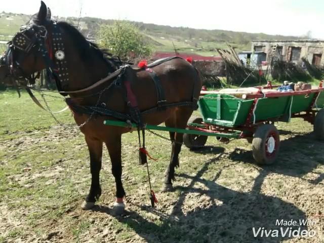 Caii din Docani nr 1