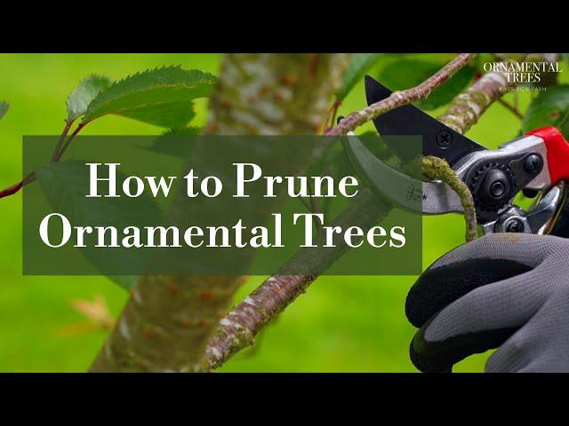 How to Prune Ornamental Trees | Tree 101