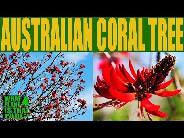 Australian Coral Tree - A medium to large semi-deciduous tree with large Red flowers