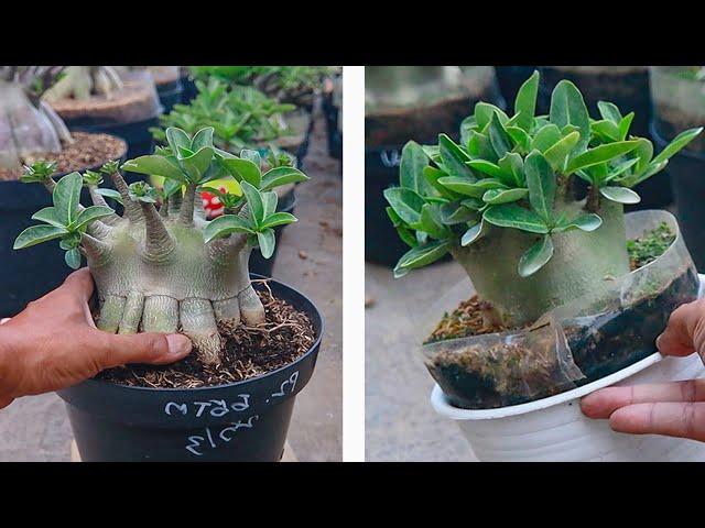 Factors Affecting Growing Adenium Plant Stems. ( SUBTITLE ) Desert Rose Bonsai