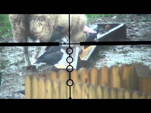 Scope Cam Set Up - Crows,Grey Crows, Jackdaws & Sheep