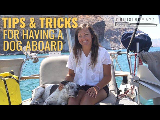 How To Have a Dog On a Boat - WE SHARE OUR TOP TIPS