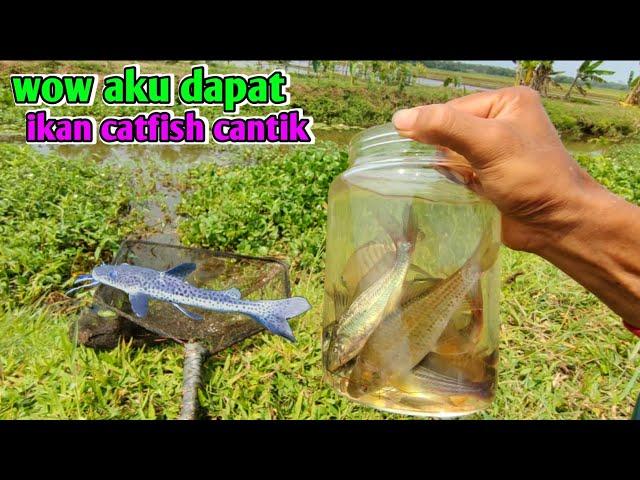 MENDAPATKAN IKAN CATFISH CANTIK UNTUK DIPELIHARA DI AQUARIUM