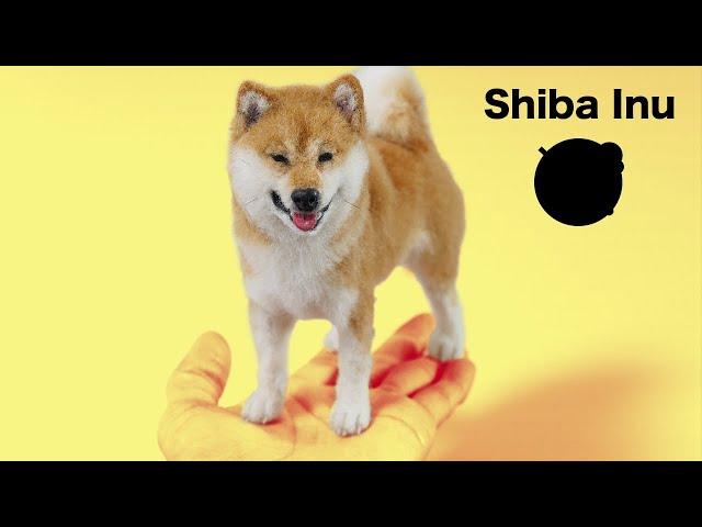 "Shiba Inu"The process of making with wool felt