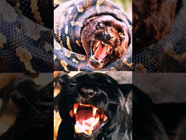 One Silent Strike… Can a Python Take Down a Black Panther?
