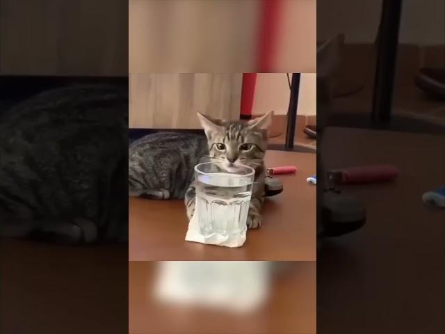 Daily Dose of Cats - Ep. 1