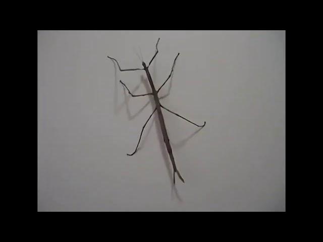 why do stickbugs dance (original get stick bugged video)