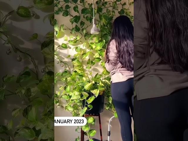 Money plant grow in Wall 