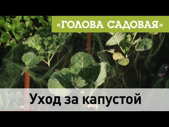 Голова садовая - Уход за капустой