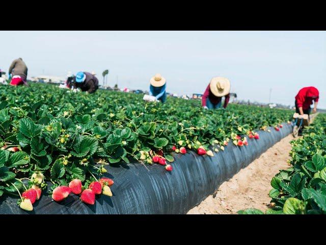 Farm Workers Grow And Pick Billions Of Strawberries In California - Strawberry Harvesting