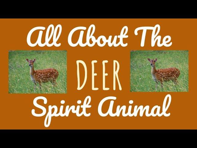  THE DEER SPIRITThe Deer as your Spirit Animal & its Symbolism