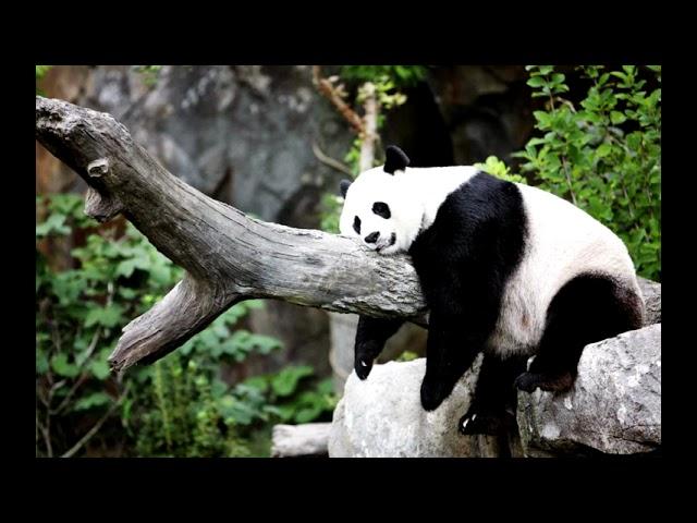 Dmitry Orekhov - Panda 06. Panda theme. Music for contemporary dance perfomance "I'm Panda"
