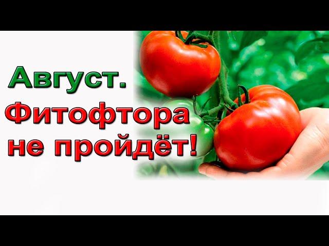 Важно! Как по-взрослому избавиться от фитофторы