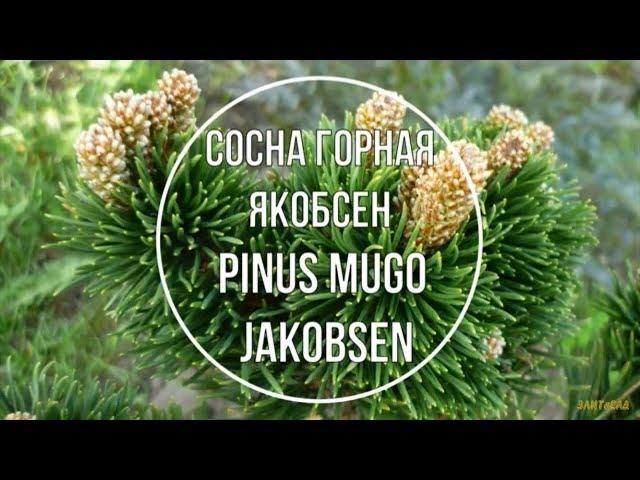 Сосна горная Якобсен (Pinus mugo Jakobsen)  Краткое описание сорта.