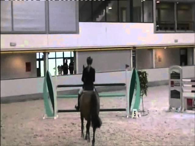 Wild Romance `Sporthorses from Holland` FOR SALE  peter bulthuis