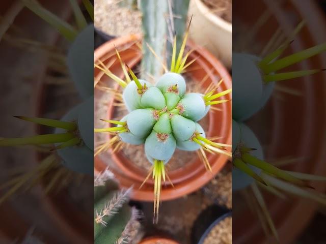 Trichocereus #cactus #flowers #nature #gardening #cacti #plants #succulents #trichocereus #reels