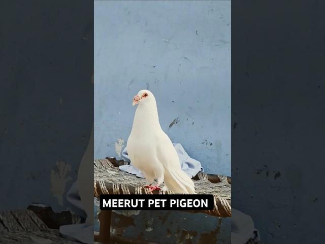 WHITE BASRA #pigeon #alhamdulillah #bird #topqualitypigeons #pigeonbird