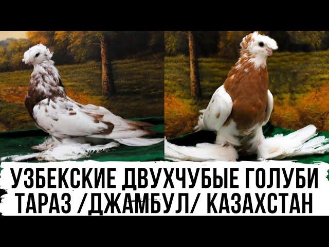 Узбекские двухчубые голуби Ансара Халилова г. Тараз (Джамбул), Казахстан.  Usbekische Tauben.