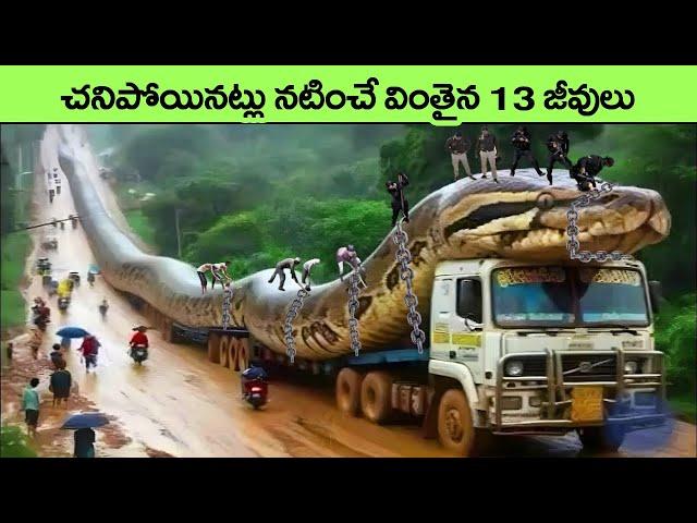 Animals That Play Dead To Escape Predators | Animals with unique abilities | facts in telugu | news
