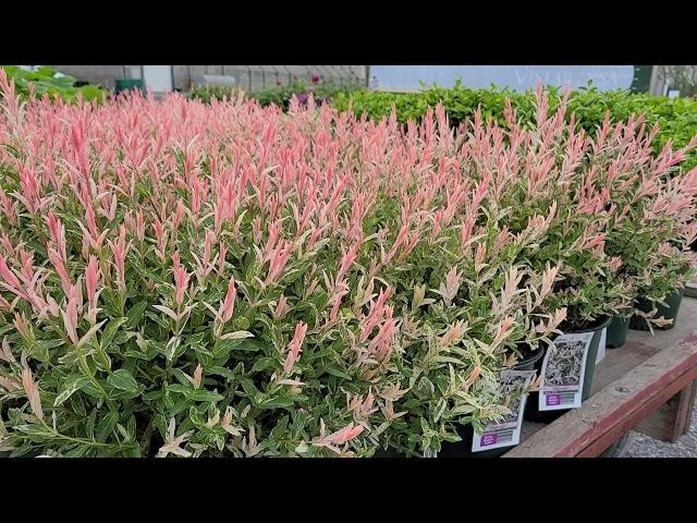 Salix 'Flamingo' (Dappled Willow) // STUNNING,️ Easy to Grow, Eye-catching Color!