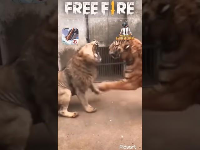 Free fire  vs Pubg attitude status!! Lion vs tiger fight #shorts #lionvstiger