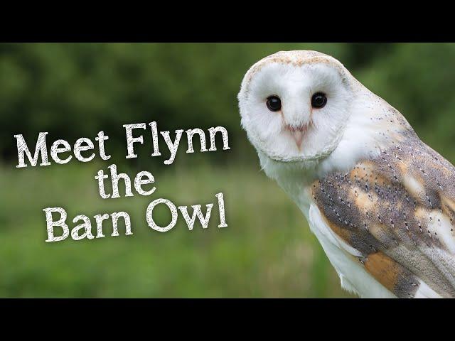 Meet The Birds | Flynn the Barn Owl