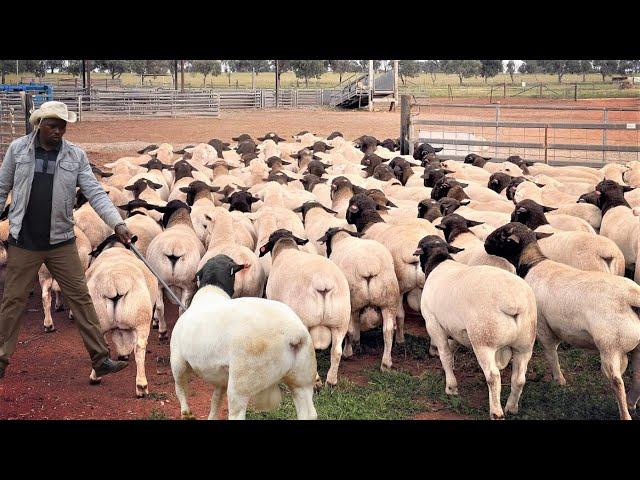 I Left Banking Job Now Richest Dorper Sheep Farmer