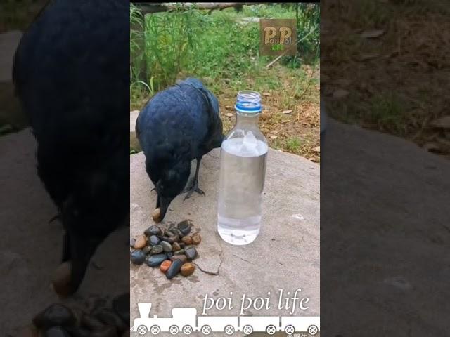 Intelligent Bird Crow 