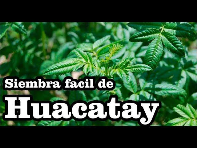 Huacatay (Tagetes minuta) Siembra en casa