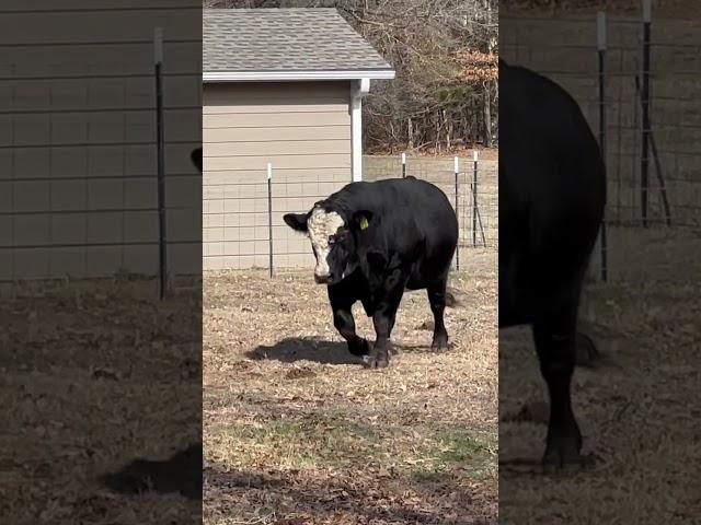 Simmental Bull.