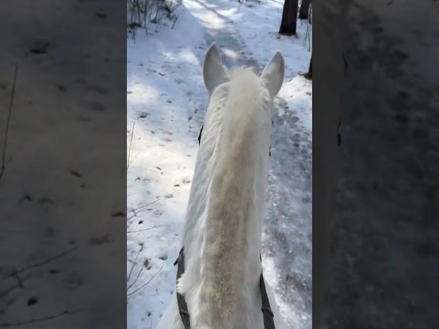 my life #белгород31 #subscribe #mylove #horse #mylife #белгород #shortsvideo