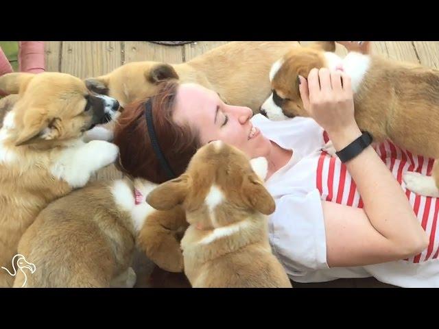 CORGI ATTACK: Girl Bombarded By Corgi Puppies | The Dodo