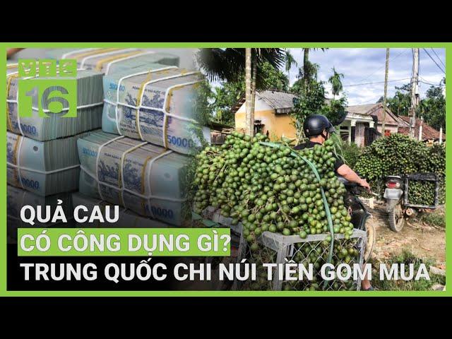 Quả cau công dụng bất ngờ, Trung Quốc chi núi tiền gom mua | VTC16