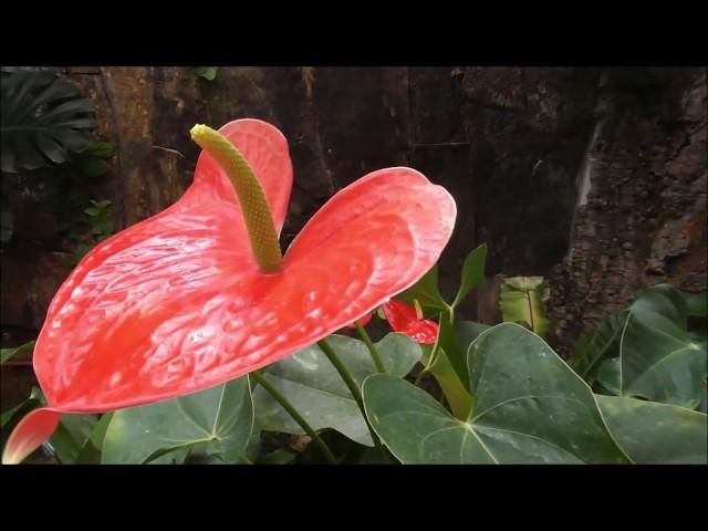 Largest Orchidarium in Europe at Estepona