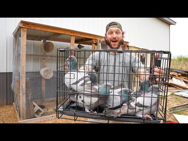 Trapping Pigeons So I Can Sell Them.. My New Pigeon Farm!